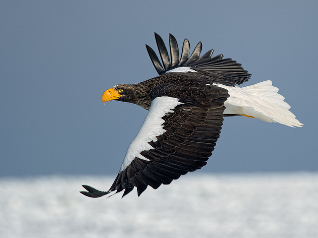 15 loài chim Đại Bàng lớn nhất và nhỏ nhất trên thế giới