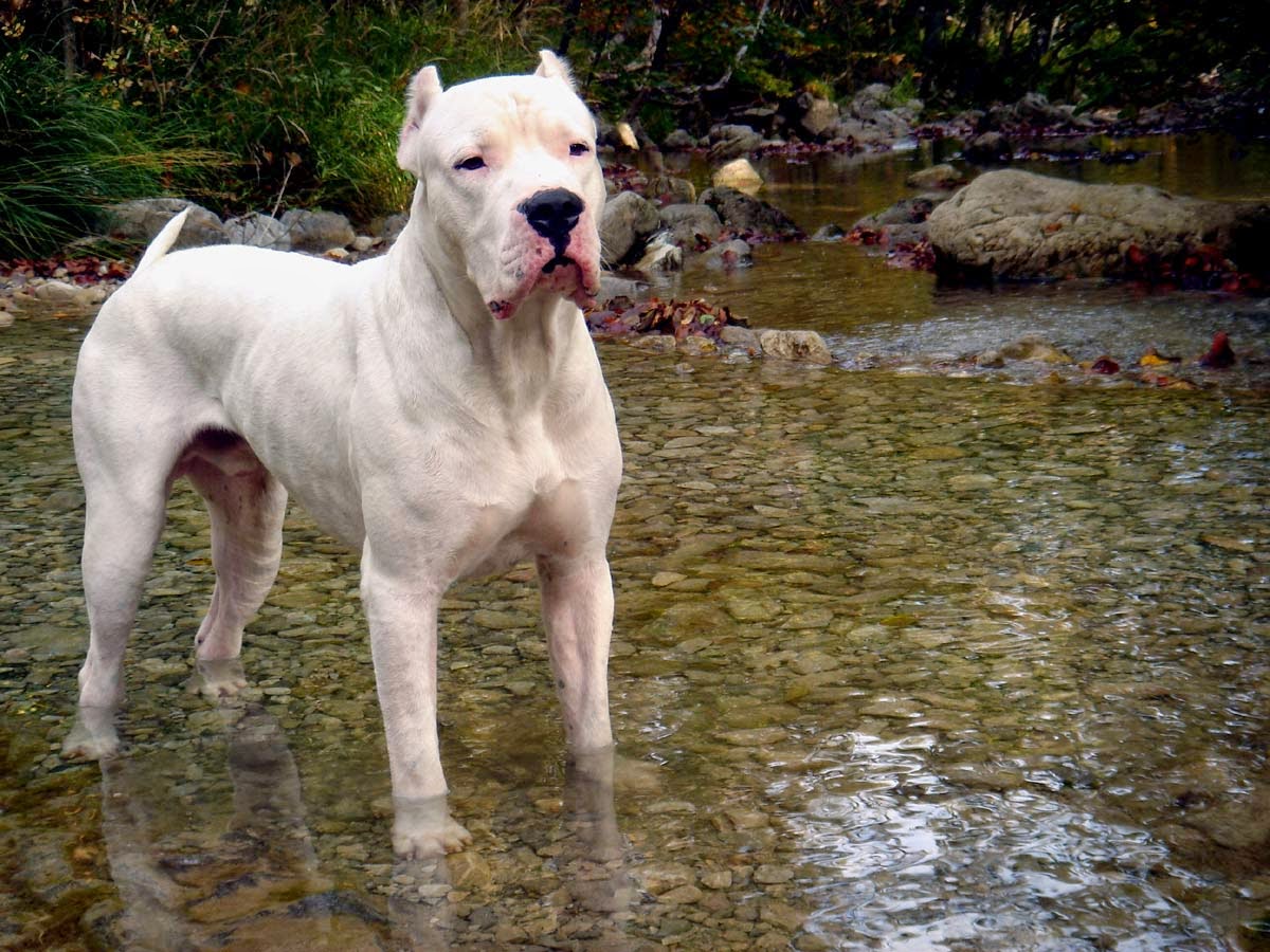 18 Breeds Of The Most Dangerous Dog In The World Animals Kingdom