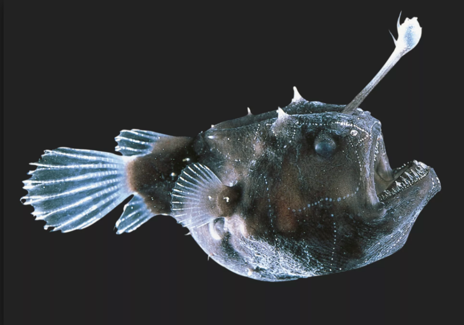 anglerfish-ca-can-cau1