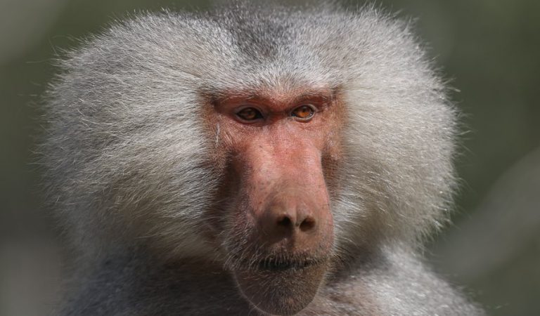 Khỉ Đầu Chó – Loài Khỉ Linh Thiên Của Ai Cập Cổ Đại