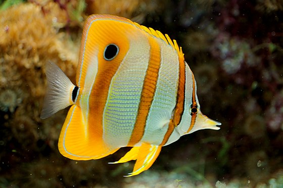 ca-buom-butterflyfish-thegioidongvat.co4