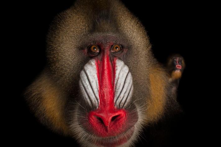 Khỉ Mặt Chó - một trong những loài khỉ kỳ lạ nhất thế giới -  Thegioidongvat.Co
