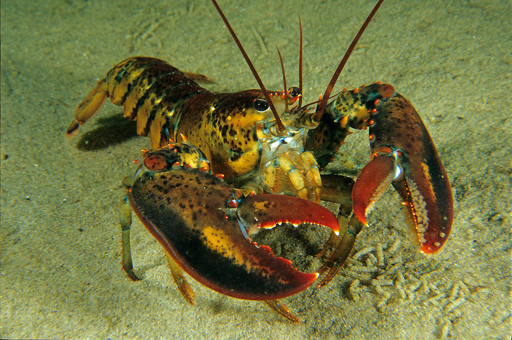 Northern Lobster, Gulf of Maine