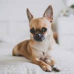 chó chihuahua