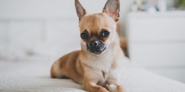 chó chihuahua