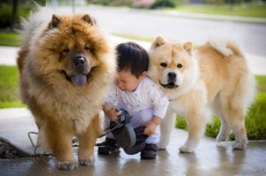 chow chow
