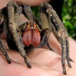 điểm danh 11 loài nhện khổng lồ to nhất thế giới