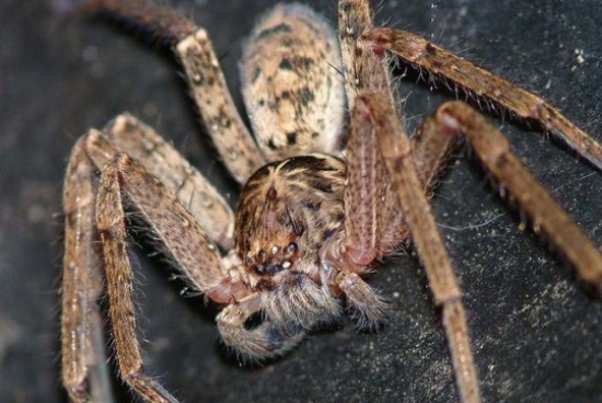 điểm danh 11 loài nhện khổng lồ to nhất thế giới