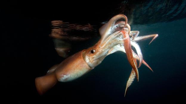 Jumbo (Humboldt) Squid or red devil, at night off Loreto, Sea of Cortez, Baja California, Mexico, East Pacific Ocean.