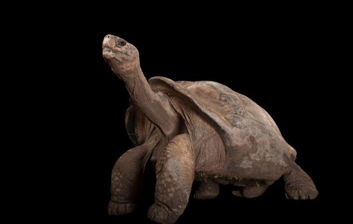 Rùa Khổng Lồ Galápagos – một trong những loài có tuổi thọ lớn nhất thế giới