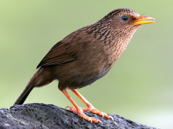 Tổng Hợp Những Thông Tin Thú Vị Về Loài Chim Họa Mi Đất - Yêu Chim