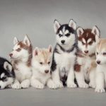 chó husky