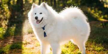 samoyed