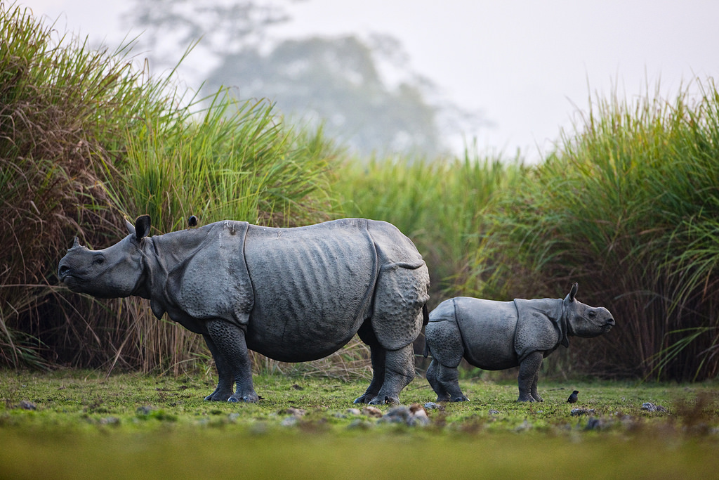 Indian Rhinoceros (Rhinoceros unicornis)