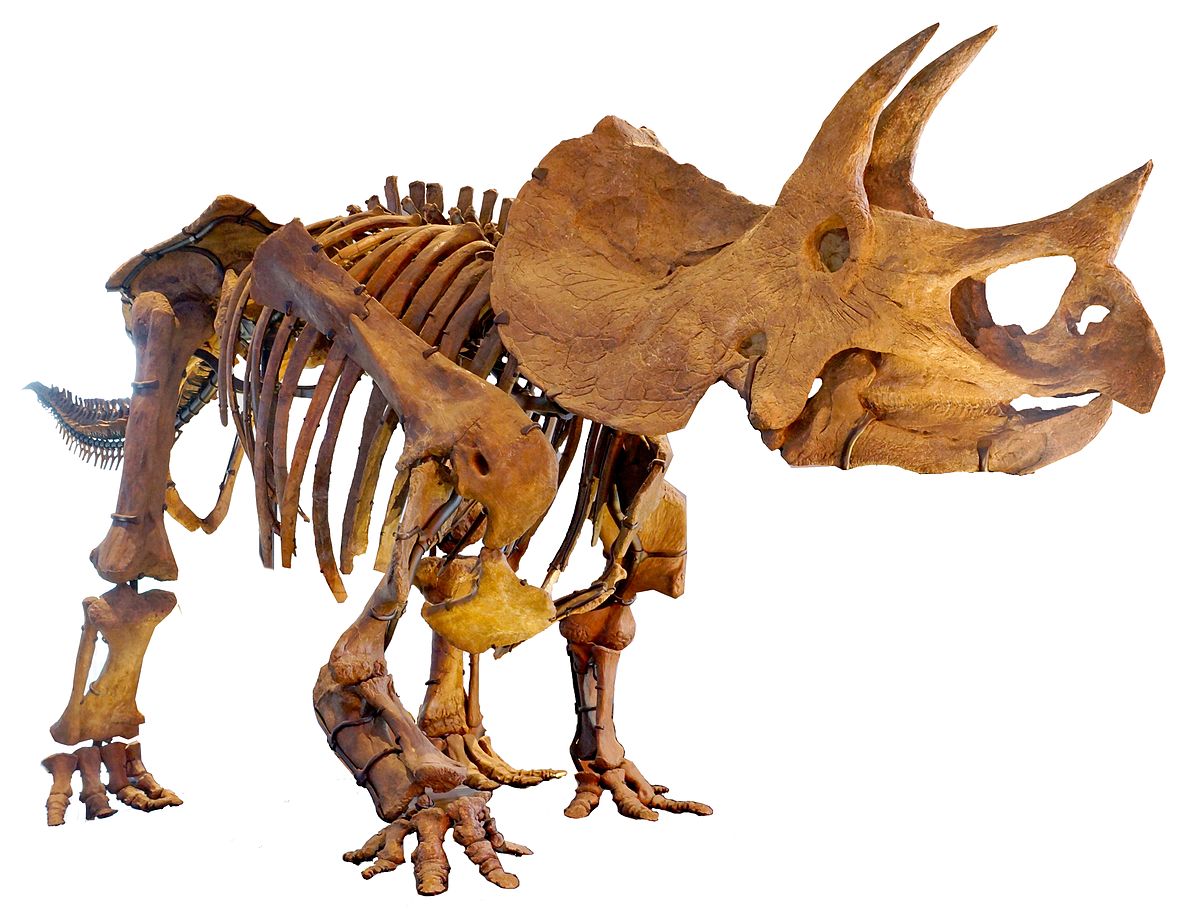 triceratops-khung-long-ba-sung1