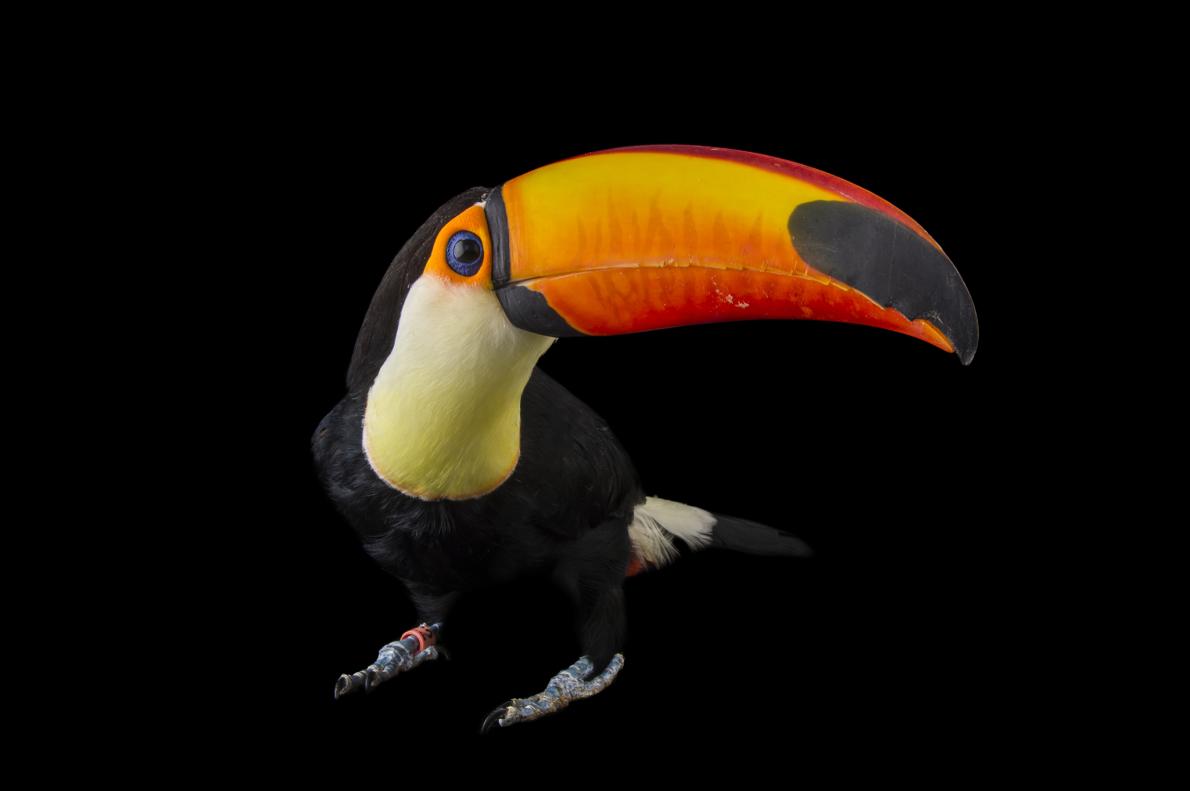 chim-toco-toucan1