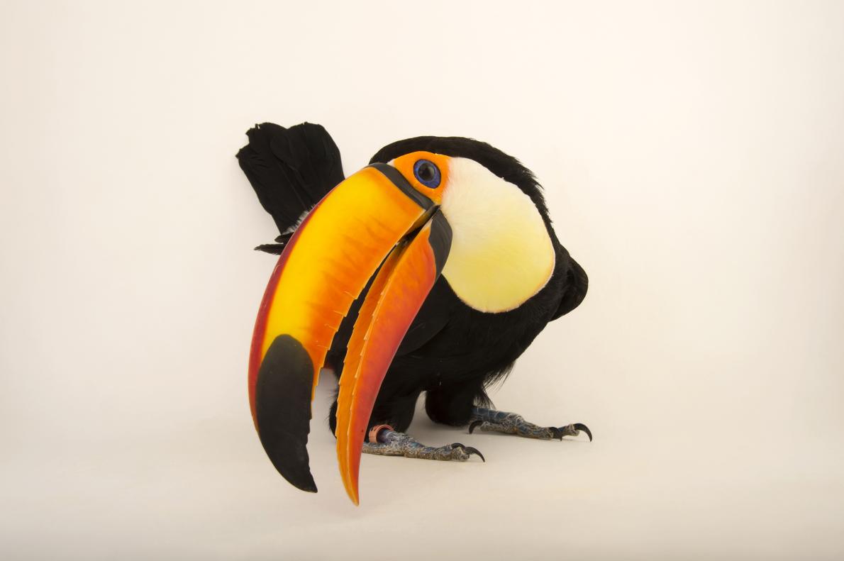 chim-toco-toucan2