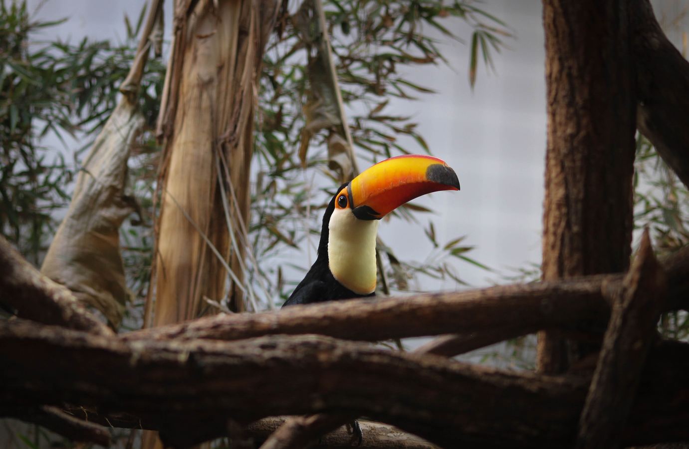 chim-toco-toucan3