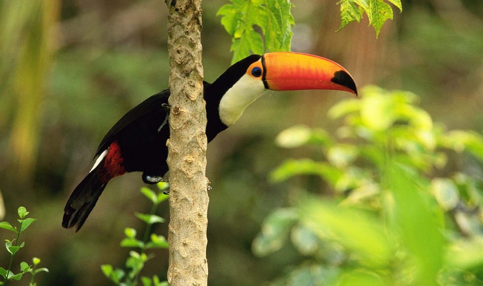 chim-toco-toucan4