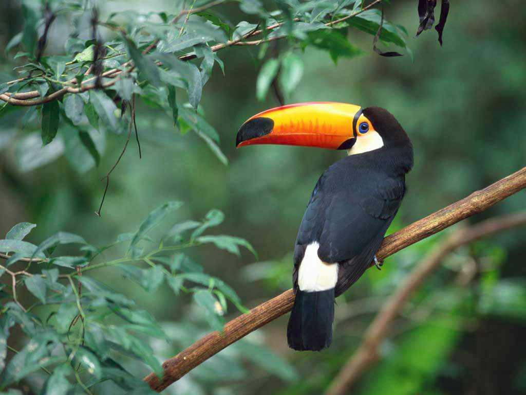chim-toco-toucan5