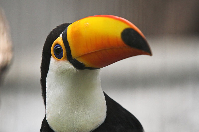 chim-toco-toucan6