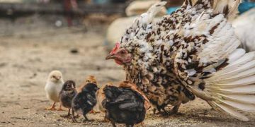 những sự thật thú vị về loài gà