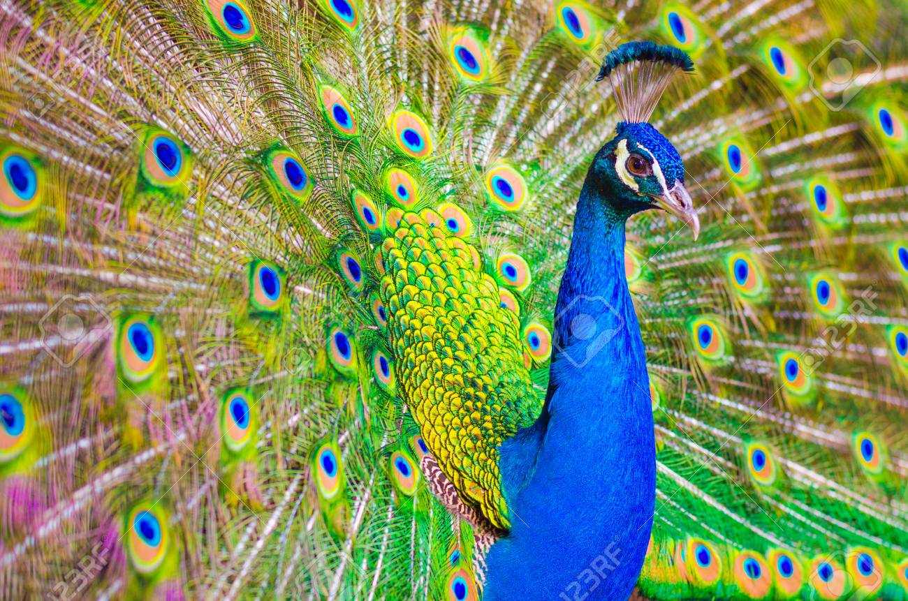 Indian peafowl or Blue peafowl - Pavo cristatus - a large and brightly coloured bird, is a species of peafowl native to South Asia. Male peacock displaying.