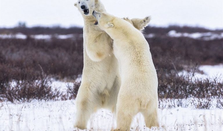 Gấu Trắng Bắc Cực – loài thú quyền lực nhất họ nhà Gấu