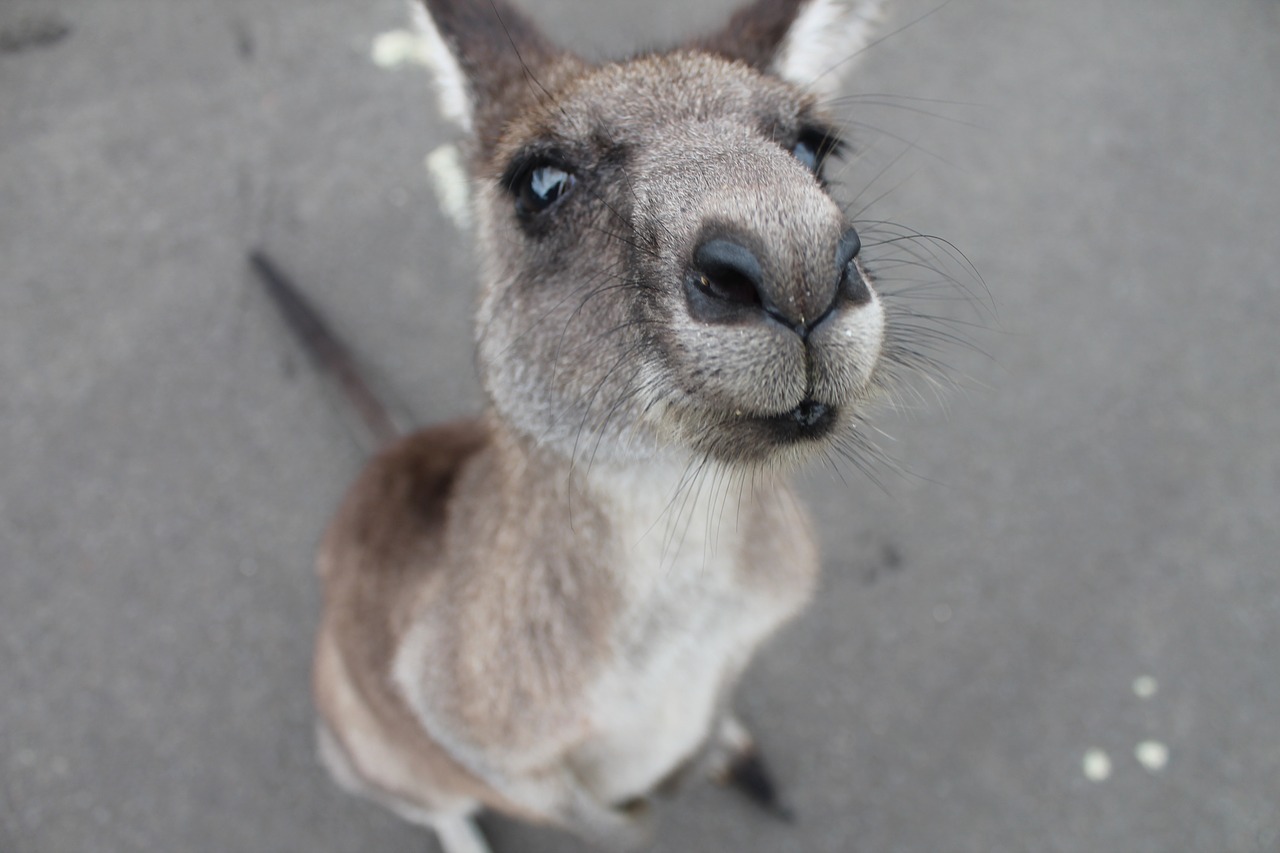 kangaroo5