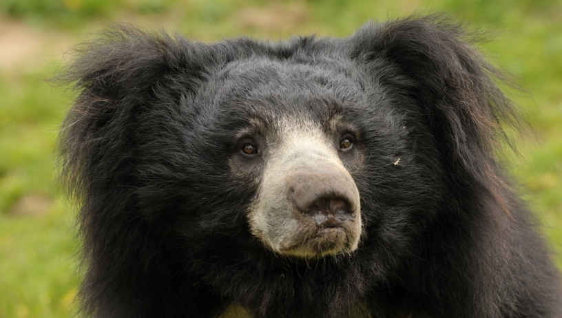 Gấu Lợn (Gấu lười) – loài gấu duy nhất mang con trên lưng