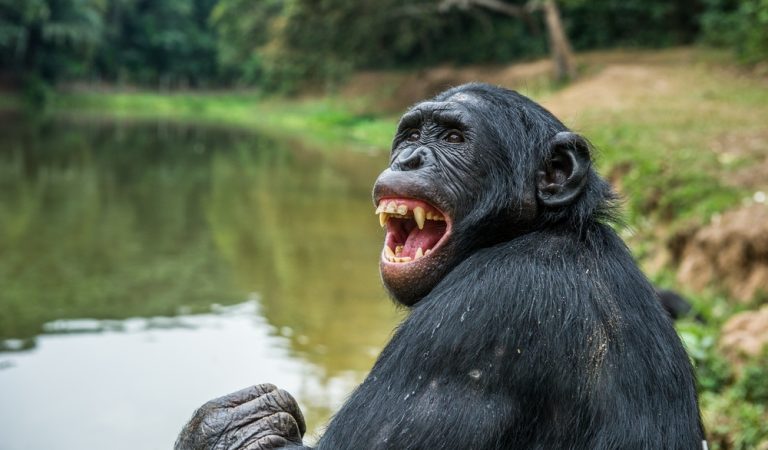 Vượn Bonobo – loài vật có trí thông minh không kém con người