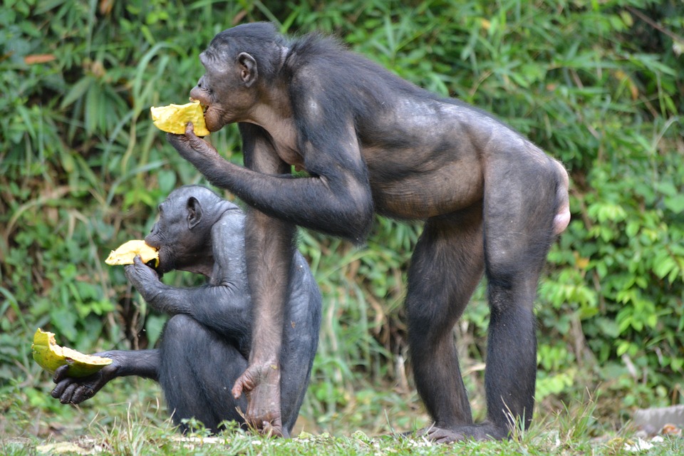 vuon-bonobo4