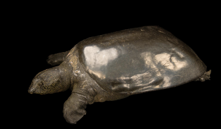 Loài Rùa nước ngọt lớn nhất thế giới đang đứng trước nguy cơ tuyệt chủng