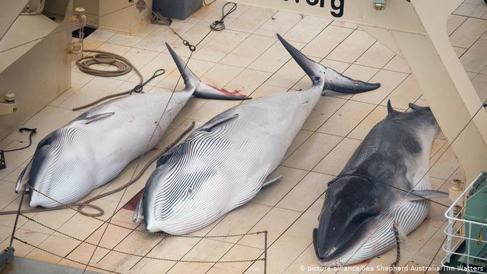 Tại sao Nhật Bản ngừng săn bắt cá voi ?