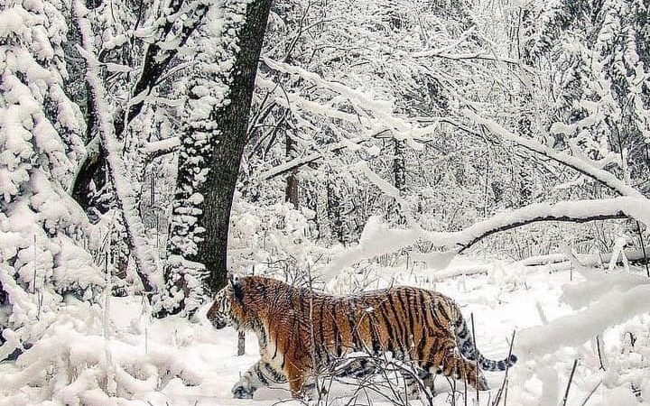SIBERIAN TIGER… or Amur Tiger ..