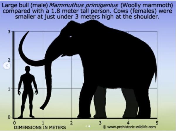 Giải mã cuộc đời voi ma mút dựa trên ngà hóa thạch