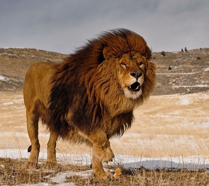 Sư tử Barbary: Mãnh Sư Vùng Atlas